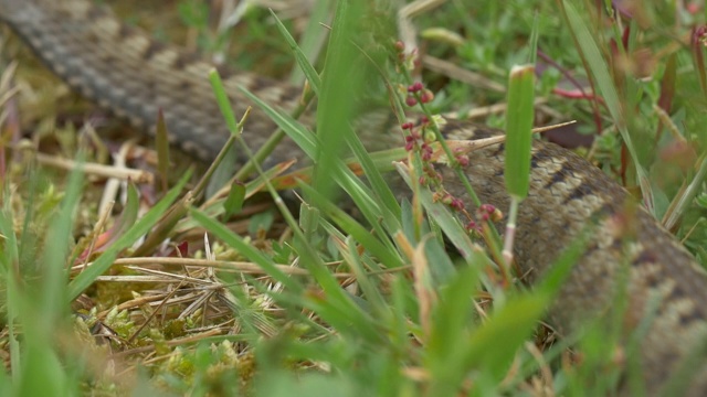 一种蝰蛇(Vipera berus)在南唐斯的长草中游动视频下载