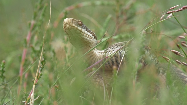 一种蝰蛇(Vipera berus)在南唐斯的长草中爬行视频下载