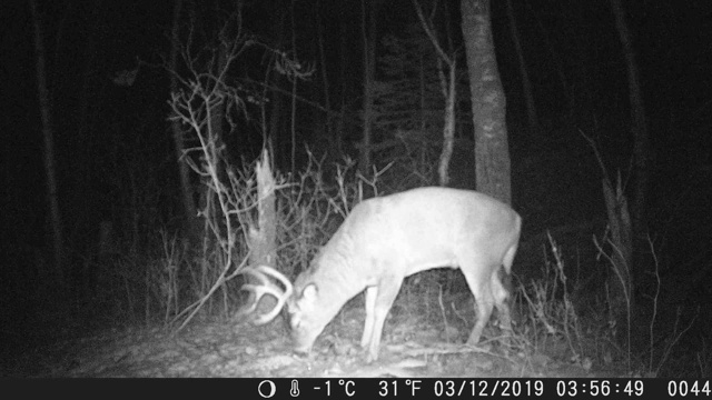 追踪摄像机拍到的鹿视频素材