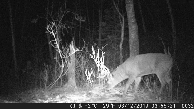 追踪摄像机拍到的鹿视频下载