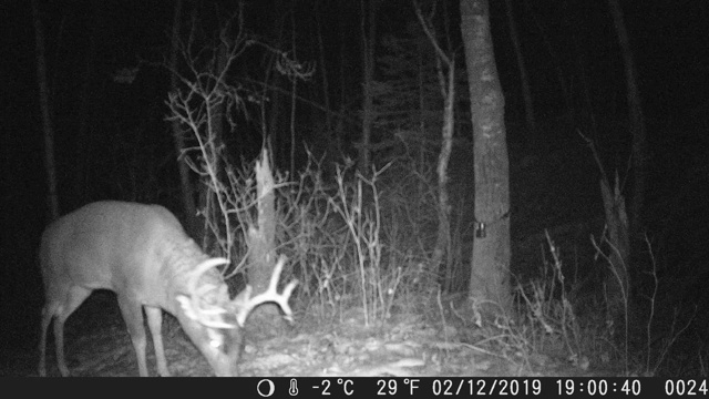 追踪摄像机拍到的鹿视频素材