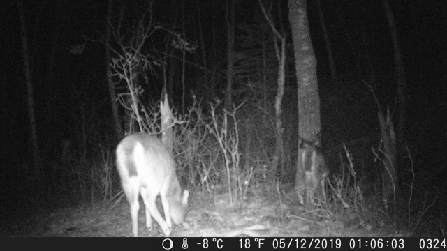 追踪摄像机拍摄了鹿的夜晚画面视频下载