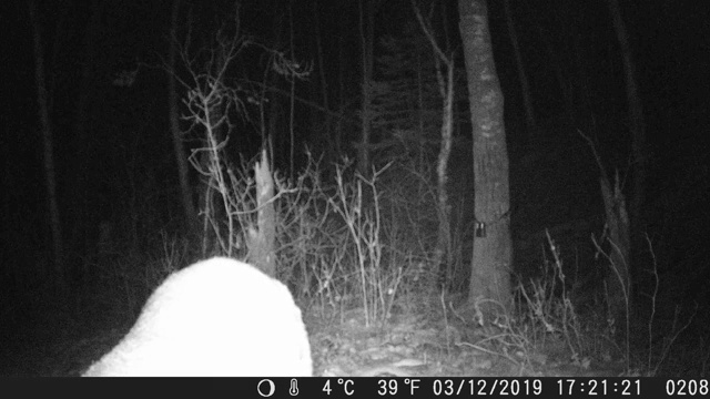 追踪摄像机拍摄了鹿的夜晚画面视频素材