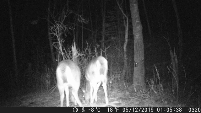 追踪摄像机拍摄了鹿的夜晚画面视频下载