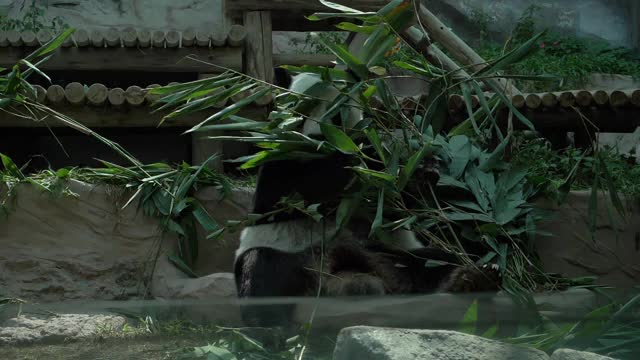 慢镜头，熊猫吃竹子视频素材