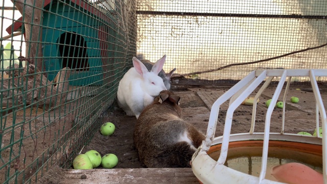 三只毛茸茸的家兔在动物农场的笼子里睡觉。家畜食用笼中生长的动物视频素材