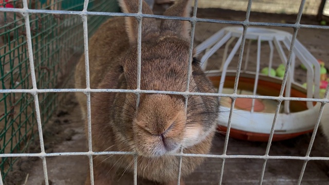 一只手指碰到一只可爱的棕色大肉兔，它的口吻穿过了一个牲畜农场的金属栅栏视频素材
