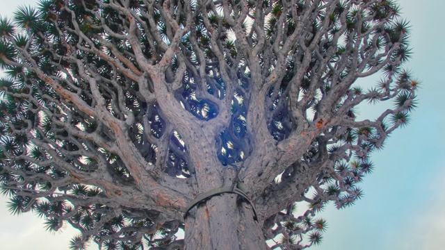 千年龙树:龙之树。特内里费的伊科德·德·洛斯·维诺斯镇。这是一种地方性疾病，因为它的年龄关系，是同类疾病中唯一的一种视频素材