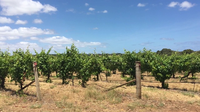 西澳大利亚玛格丽特河葡萄酒产区的葡萄园视频素材