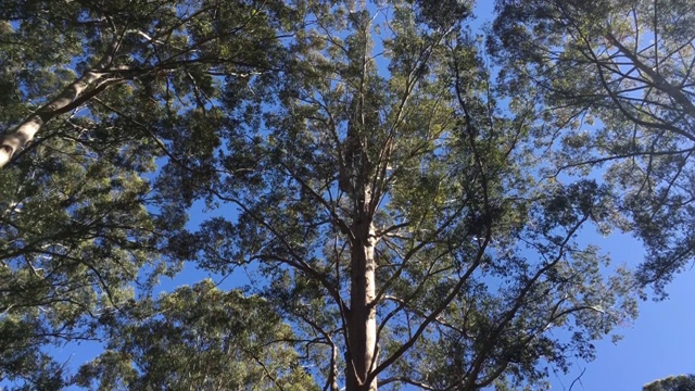 西澳大利亚的格洛斯特树视频素材