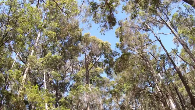 从一个高大的树木森林驱车穿过树冠视频素材