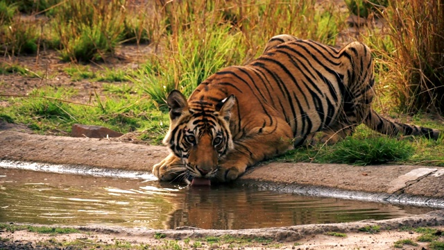 一只美丽的孟加拉虎(panthera tigris)正在喝水视频下载