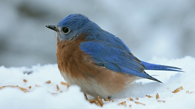 东部蓝鸟在一个寒冷的下雪的早晨正在吃粉虫视频素材