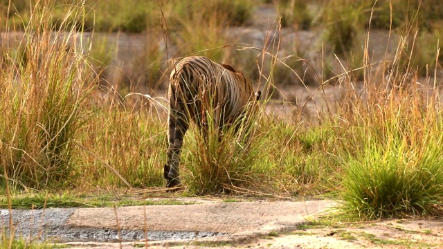 一只美丽的孟加拉虎(panthera tigris)正在喝水视频素材