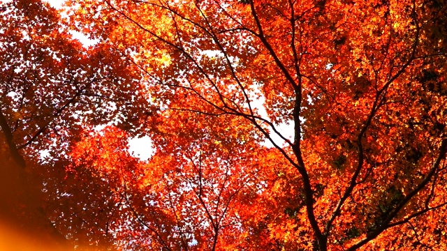 在东京的树林里，枫叶慢慢地从秋天的树上飘落下来视频下载