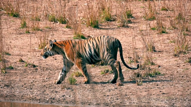 一只美丽的孟加拉虎(panthera tigris)正在散步视频素材