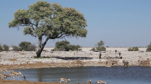 跳羚和捻羚聚集在一个水坑，埃托沙国家公园，纳米比亚视频素材
