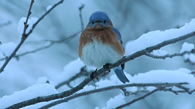 东部蓝鸟在一个寒冷的下雪的早晨视频下载