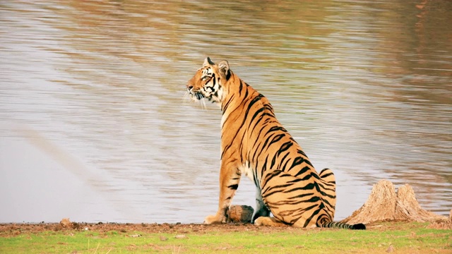 一只美丽的孟加拉虎(panthera tigris)正在喝水视频素材