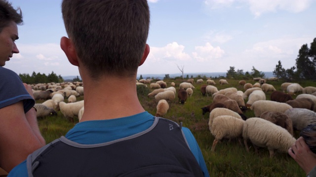 一群少年给羊群拍照视频素材