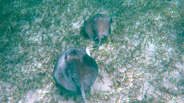 在加勒比海游泳的蝠鲼视频素材