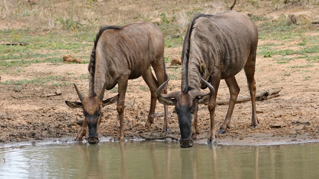 南非姆库兹野生动物保护区，蓝色角马(赏金牛羚)喝水视频素材