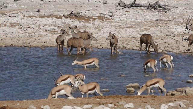 羚羊和跳羚聚集在一个水坑，埃托沙国家公园，纳米比亚视频素材