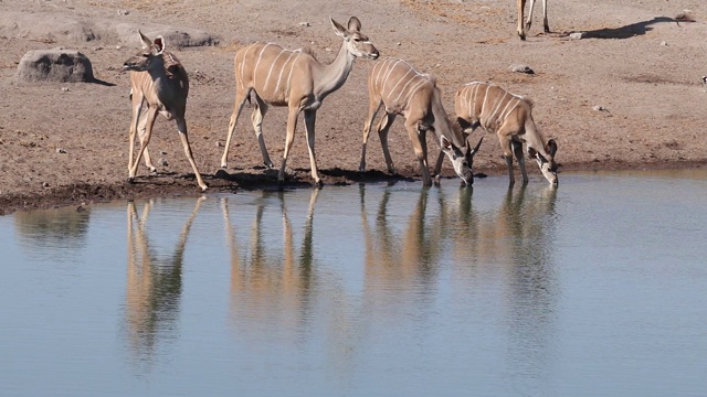 羚羊饮水，埃托沙国家公园，纳米比亚视频素材