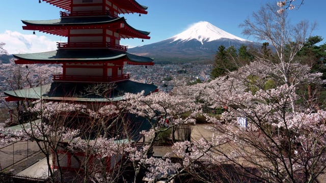 富士山上的樱花和宝塔(放大)视频素材