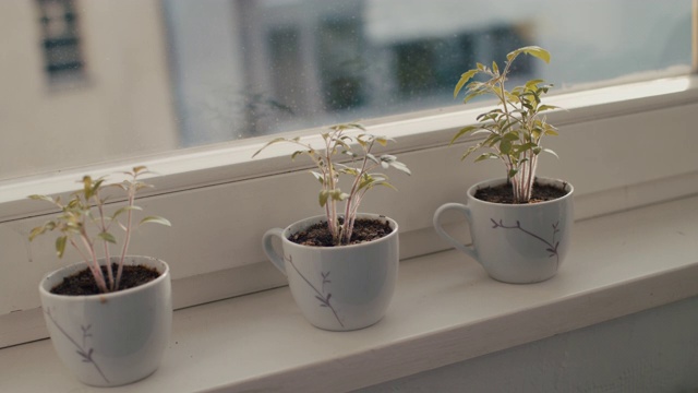 三种小室内植物生长在杯子里视频下载