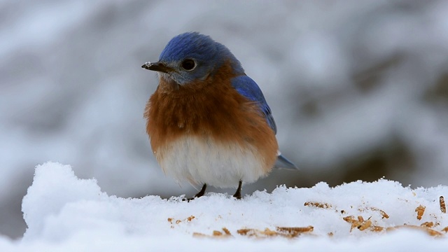 东部蓝鸟在一个寒冷的下雪的早晨正在吃粉虫视频素材