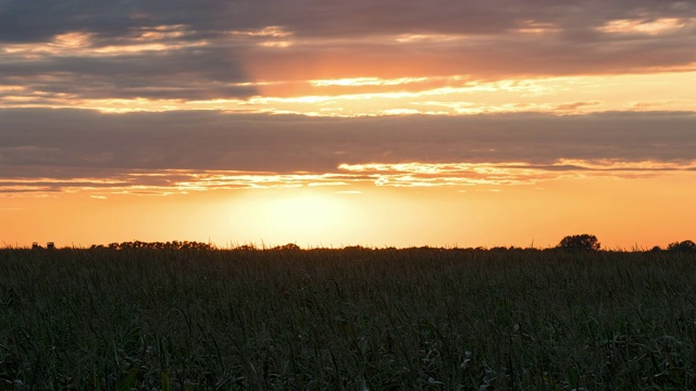 日落在玉米田时间流逝视频素材