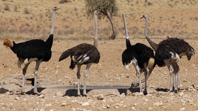 鸵鸟(Struthio camelus)在一个水坑饮水，卡拉哈里沙漠，南非视频素材