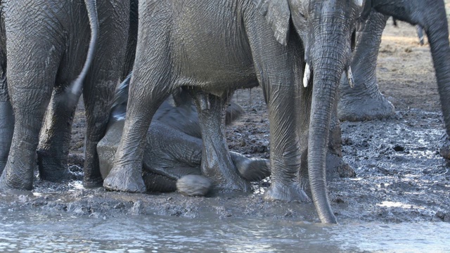 顽皮的非洲小象在泥泞的水中戏水，克鲁格国家公园，南非视频素材