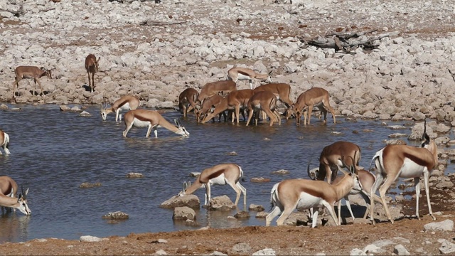 纳米比亚埃托沙国家公园，跳羚和黑斑羚在一个水坑边饮水视频素材