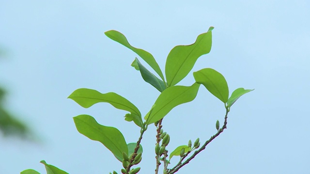 植物叶子与天空背景视频下载