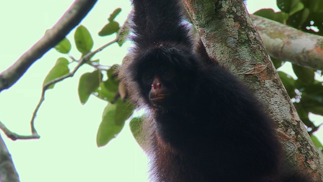 猴子吃东西和抓痒视频素材