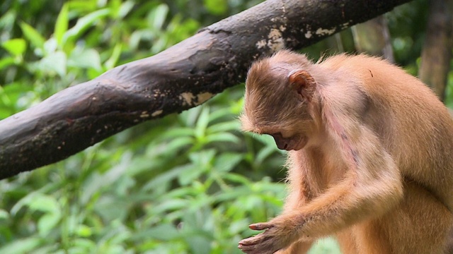 猴子吃叶茎视频素材