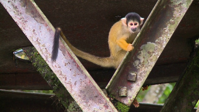 蜘蛛猴在其他猴子身上爬上横梁视频素材