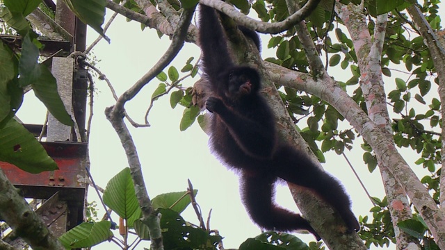 挂在树枝上的猴子视频素材