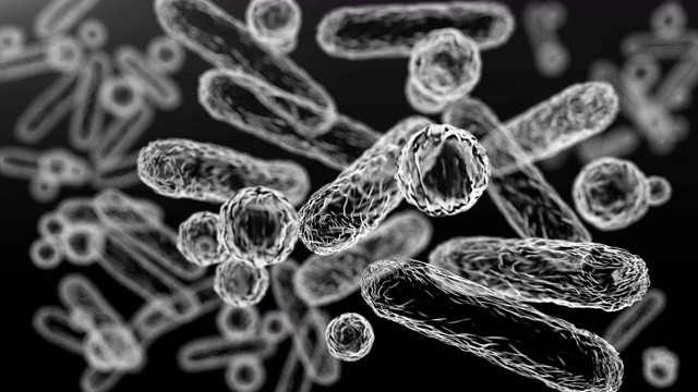 肠杆菌科，革兰氏阴性杆状细菌视频素材