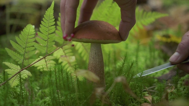 夏日绿林中，人手切食用菌视频下载