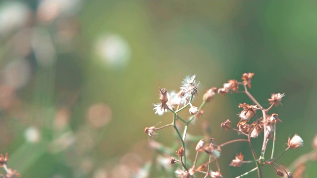 阳光照耀的草地上，田园诗般的、宁静的雏菊野花视频素材