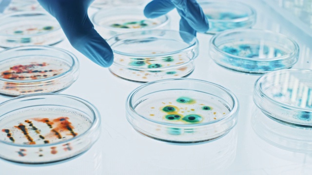科学家使用培养皿与各种细菌，组织和血液样本。抗生素药物研究的概念，用DNA增强药物治疗疾病。移动特写宏视频素材