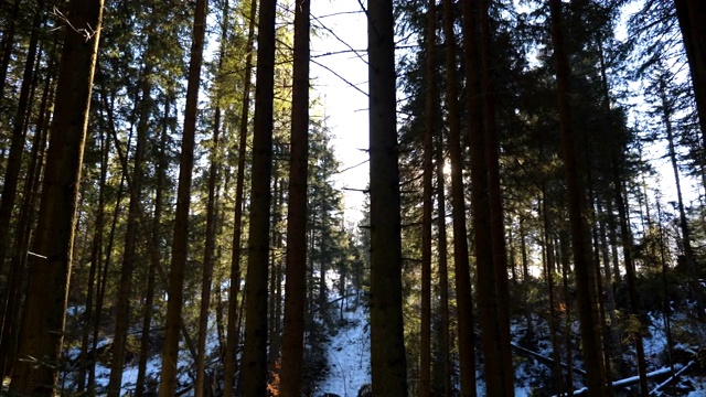 冬天，温暖的阳光照亮了松林。清晨阳光透过树木照射进来。山上的松林，阳光灿烂。美丽的自然背景。小车拍摄慢动作视频素材