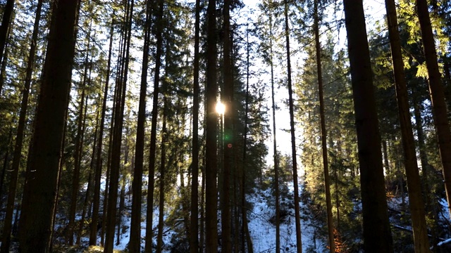 冬天，温暖的阳光照亮了松林。清晨阳光透过树木照射进来。山上的松林，阳光灿烂。美丽的自然背景。小车拍摄慢动作视频素材