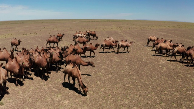 戈壁沙漠骆驼群的鸟瞰图视频下载