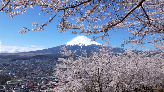 富士山和樱花视频素材