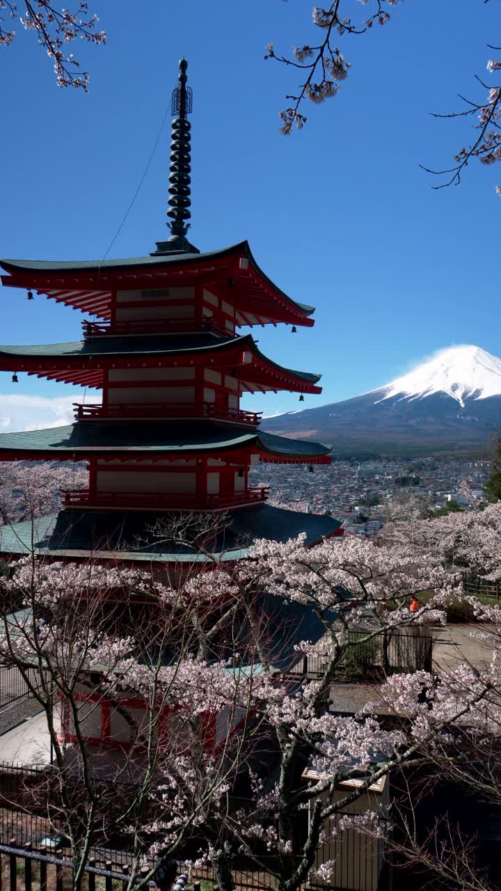 富士山上的樱花和宝塔(垂直)视频素材