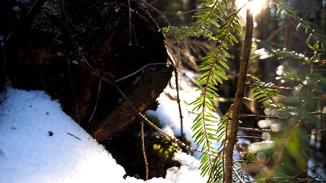 近距离观察躺着的原木和云杉枝与阳光在背景。在冷杉林中，地面覆盖着白雪。美丽的自然景观在阳光明媚的日子。低视角慢动作视频素材